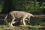 playing European wolf cubs
