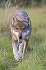 walking European wolf