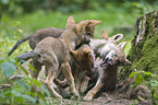 playing European wolf cubs