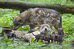 European wolfs