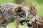 European wolfs