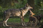 European wolfs