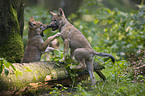 playing European wolf cubs