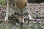 drinking European wolf