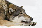 lying European wolf