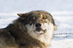 European wolf portrait
