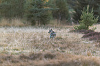 standing European Gray Wolf