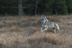 running European Gray Wolf