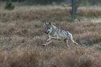 running European Gray Wolf