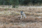 running European Gray Wolf