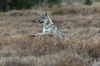 running European Gray Wolf