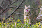 eurasian grey wolf
