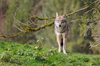 eurasian grey wolf