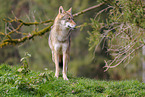 eurasian grey wolf