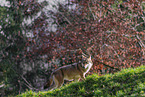 eurasian grey wolf