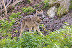eurasian grey wolf