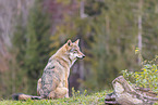 eurasian grey wolf