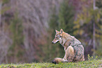 eurasian grey wolf