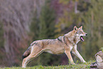 eurasian grey wolf