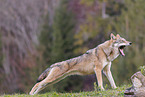 eurasian grey wolf