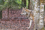 eurasian grey wolf