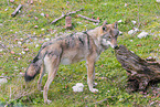 eurasian grey wolf