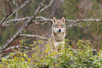 eurasian grey wolf