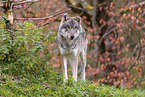 eurasian grey wolf