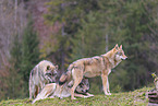 eurasian grey wolf