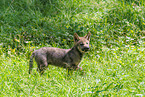 Eurasian wolf