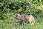 Eurasian wolf