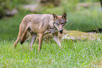 Eurasian wolf