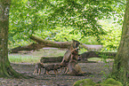 Eurasian wolf