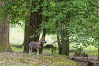 Eurasian wolf