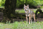 Eurasian wolf