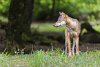 Eurasian wolf
