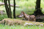 Eurasian wolf