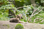 young european wolf