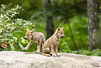 young european wolf
