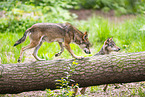 european wolf