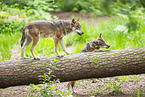 european wolf