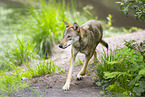 european wolf
