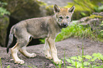 young european wolf