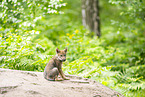 young european wolf
