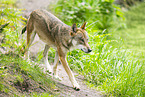 european wolf