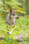 european wolf