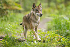 european wolf
