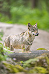 european wolf