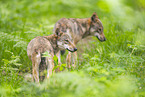 european wolf