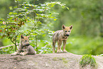 young european wolf